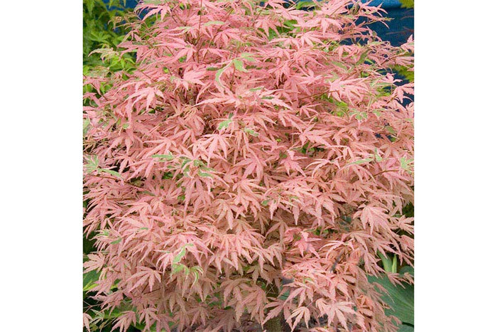 Acer 'Taylor'®
