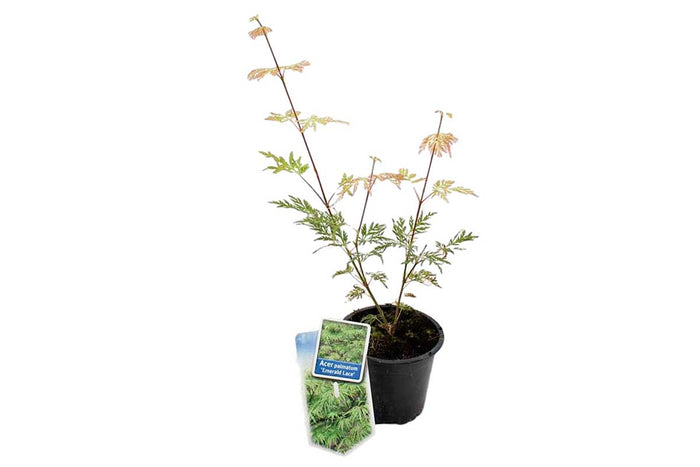 Acer palmatum 'Emerald Lace'® 10.5cm - Άτσερ