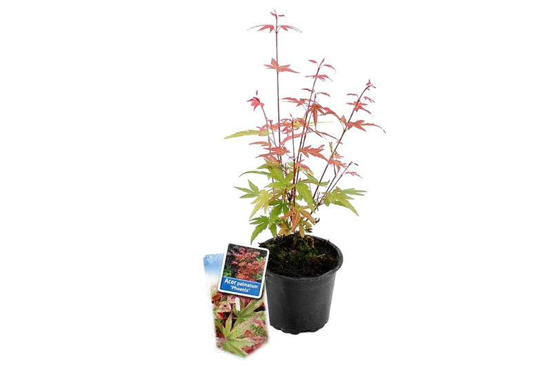 Acer palmatum 'Phoenix'® 10.5cm - Άτσερ