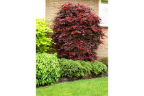 
                  
                    Acer palmatum 'Atropurpureum'® 10cm - Άτσερ
                  
                