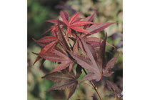 
                  
                    Acer palmatum 'Atropurpureum'® 10cm - Άτσερ
                  
                