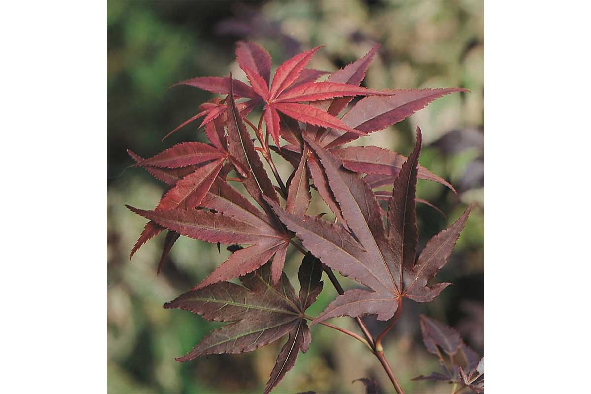 Acer 'Atropurpureum'®