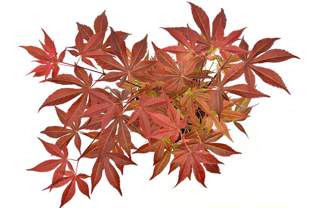 
                  
                    Acer 'Atropurpureum'®
                  
                