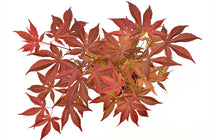 
                  
                    Acer 'Atropurpureum'®
                  
                