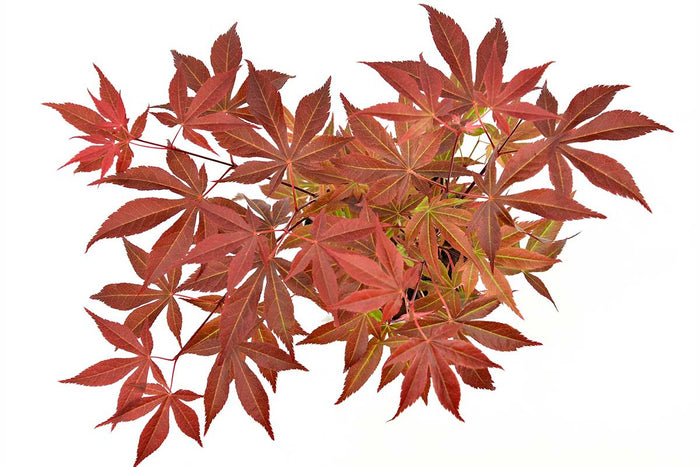 Acer palmatum 'Atropurpureum'® 10cm - Άτσερ
