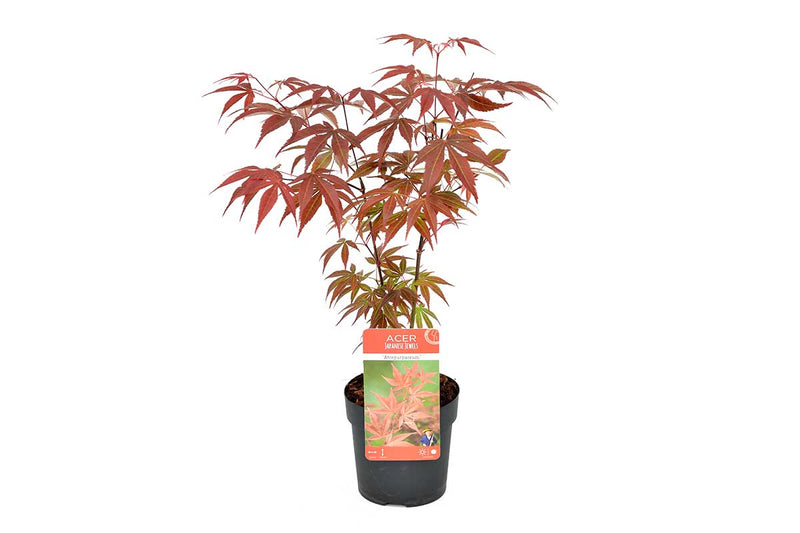 Acer palmatum 'Atropurpureum'® 10cm - Άτσερ