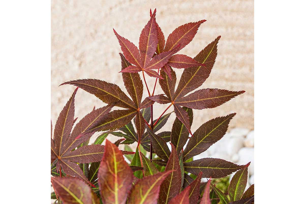 
                  
                    Acer 'Atropurpureum'®
                  
                