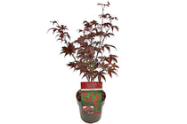 
                  
                    Acer palmatum 'Bloodgood'® 19cm - Άτσερ
                  
                