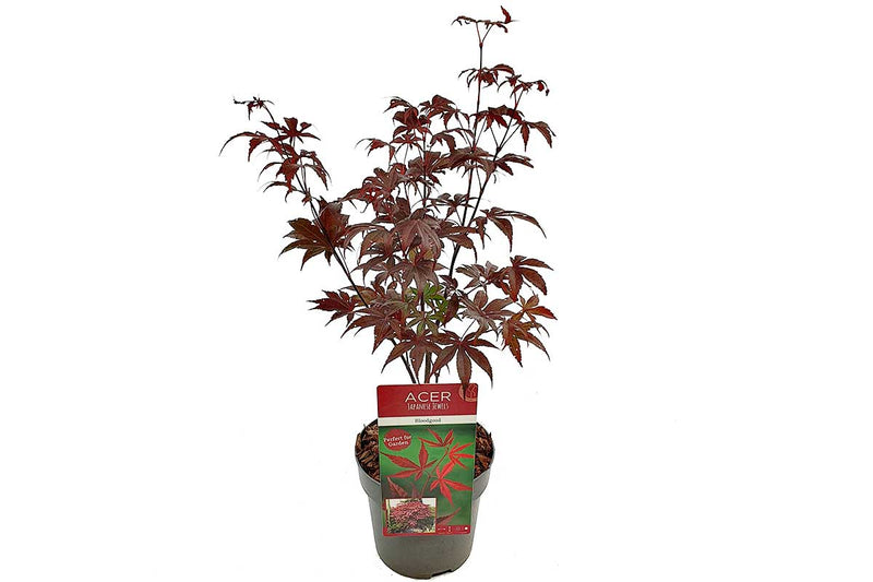 Acer palmatum 'Bloodgood'® 19cm - Άτσερ