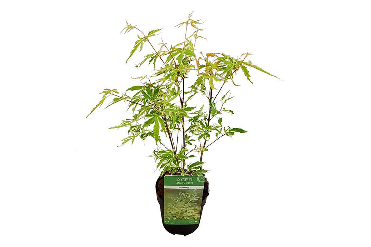 Acer 'Butterfly'® 10,5cm