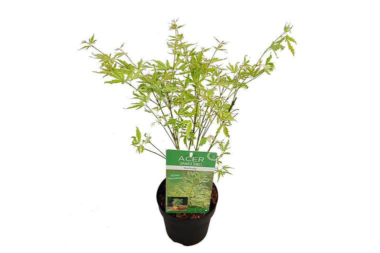 Acer 'Butterfly'® 15cm