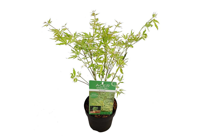 Acer palmatum 'Butterfly'® 15cm - Άτσερ