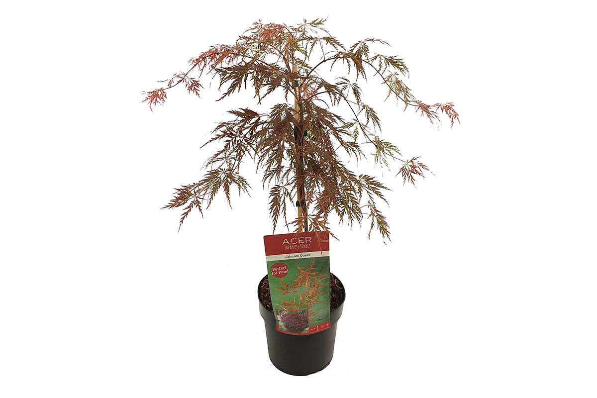 Acer 'Crimson Queen'® 19cm