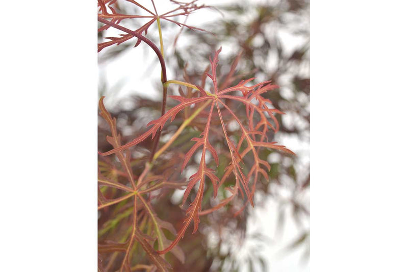 Acer 'Crimson Queen'®