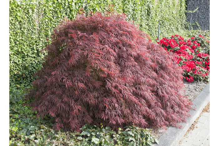 Acer 'Crimson Queen'®