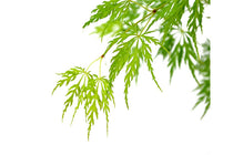 
                  
                    Acer palmatum 'Dissectum'
                  
                