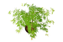 
                  
                    Acer palmatum 'Dissectum'
                  
                