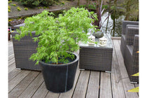 
                  
                    Acer palmatum 'Dissectum'
                  
                