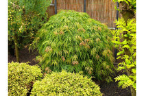 
                  
                    Acer palmatum 'Dissectum'
                  
                