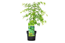 
                  
                    Acer palmatum 'Dissectum'® 19cm - Άτσερ
                  
                