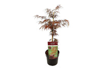
                  
                    Acer 'Garnet'® 19cm
                  
                