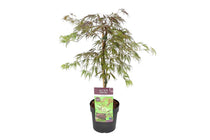
                  
                    Acer 'Inaba-shidare'® 19cm
                  
                