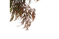 
                  
                    Acer 'Inaba-shidare'® 19cm
                  
                