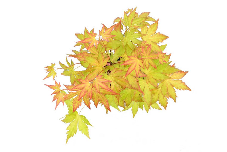 Acer palmatum 'Orange Dream'