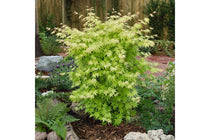 
                  
                    Acer palmatum 'Orange Dream'
                  
                