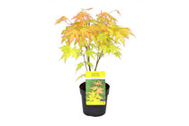 
                  
                    Acer palmatum 'Orange Dream'® 10cm - Άτσερ
                  
                