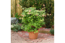 
                  
                    Acer palmatum 'Osakazuki'
                  
                