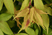 
                  
                    Acer palmatum 'Osakazuki'
                  
                