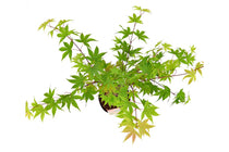 
                  
                    Acer palmatum 'Osakazuki'
                  
                