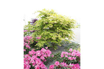 
                  
                    Acer palmatum 'Osakazuki'
                  
                