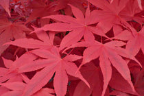 
                  
                    Acer palmatum 'Osakazuki'
                  
                