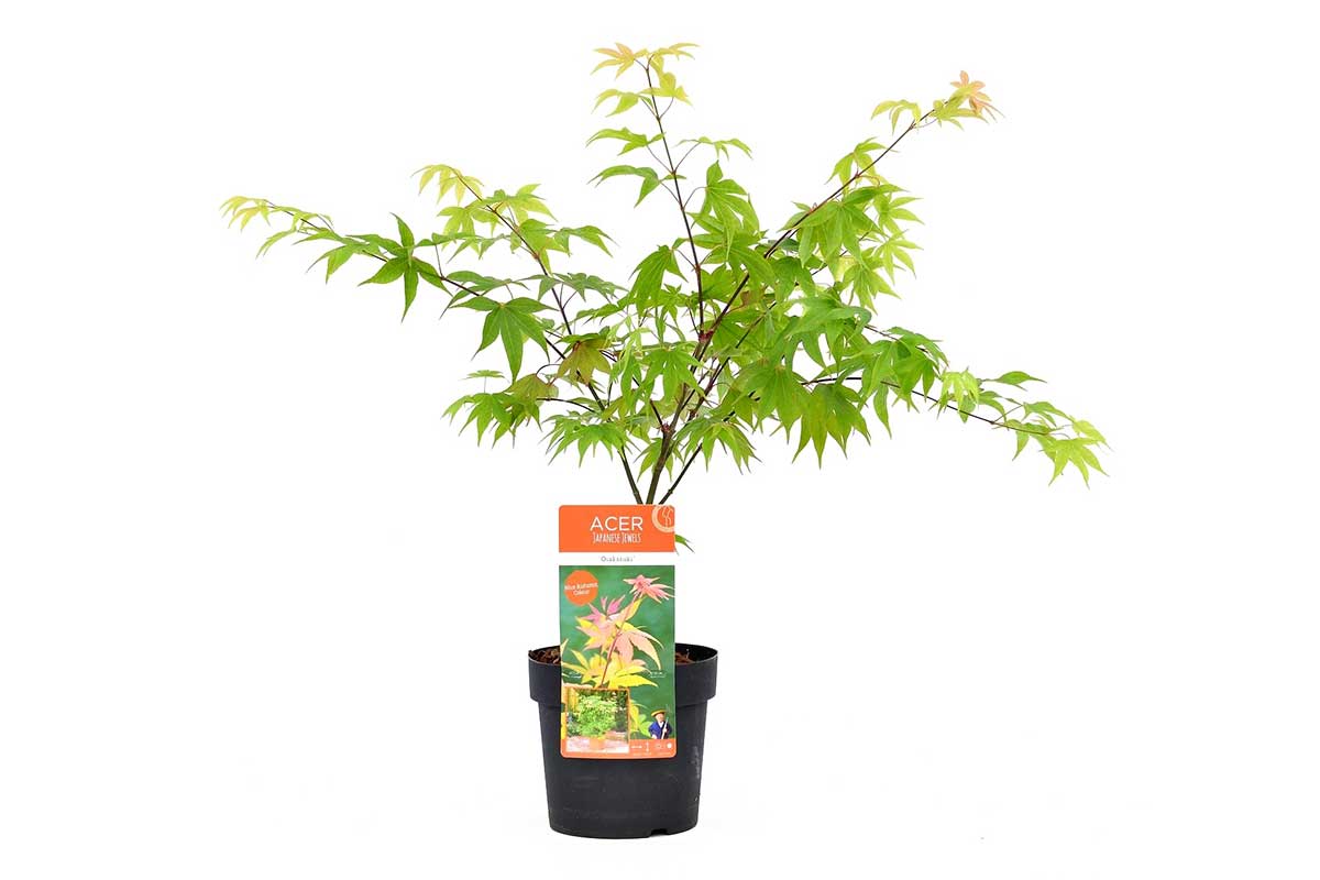Acer palmatum 'Osakazuki'® 19cm - Άτσερ