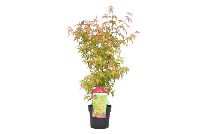 Acer 'Redwine'® 19cm