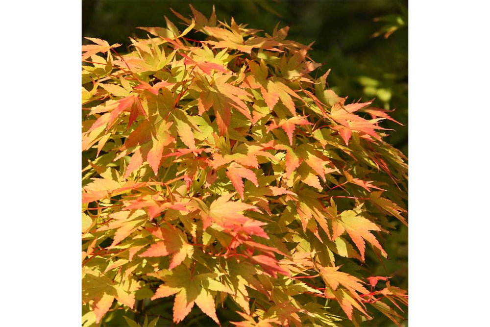 
                  
                    Acer palmatum 'Sango-Kaku'® 9cm - Άτσερ
                  
                
