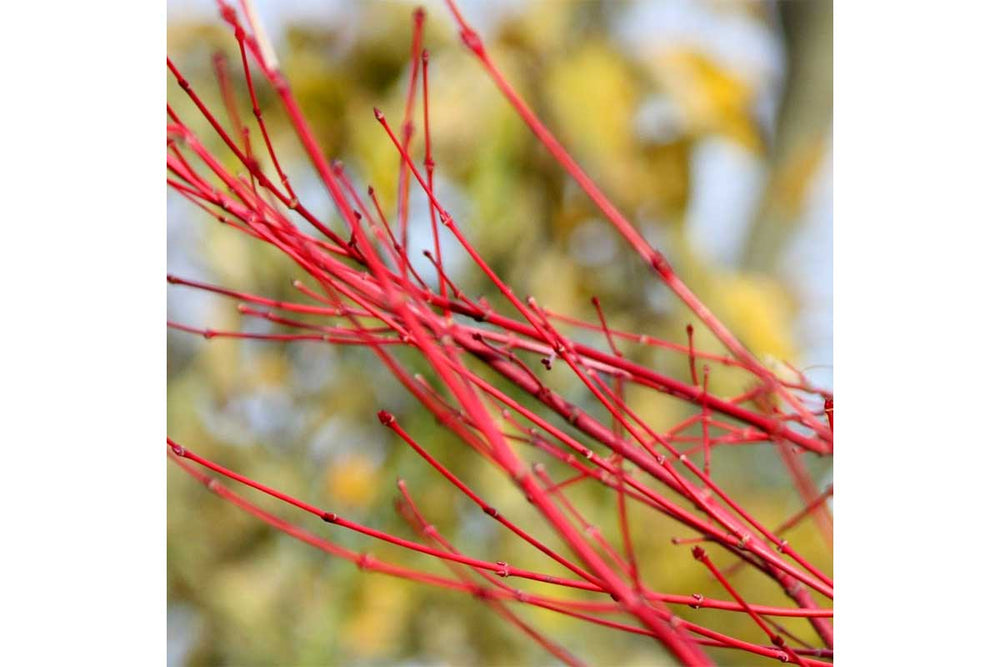 
                  
                    Acer palmatum 'Sango-Kaku'® 9cm - Άτσερ
                  
                