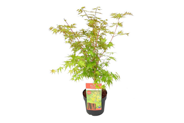 Acer palmatum 'Sango-Kaku'® 19cm - Άτσερ