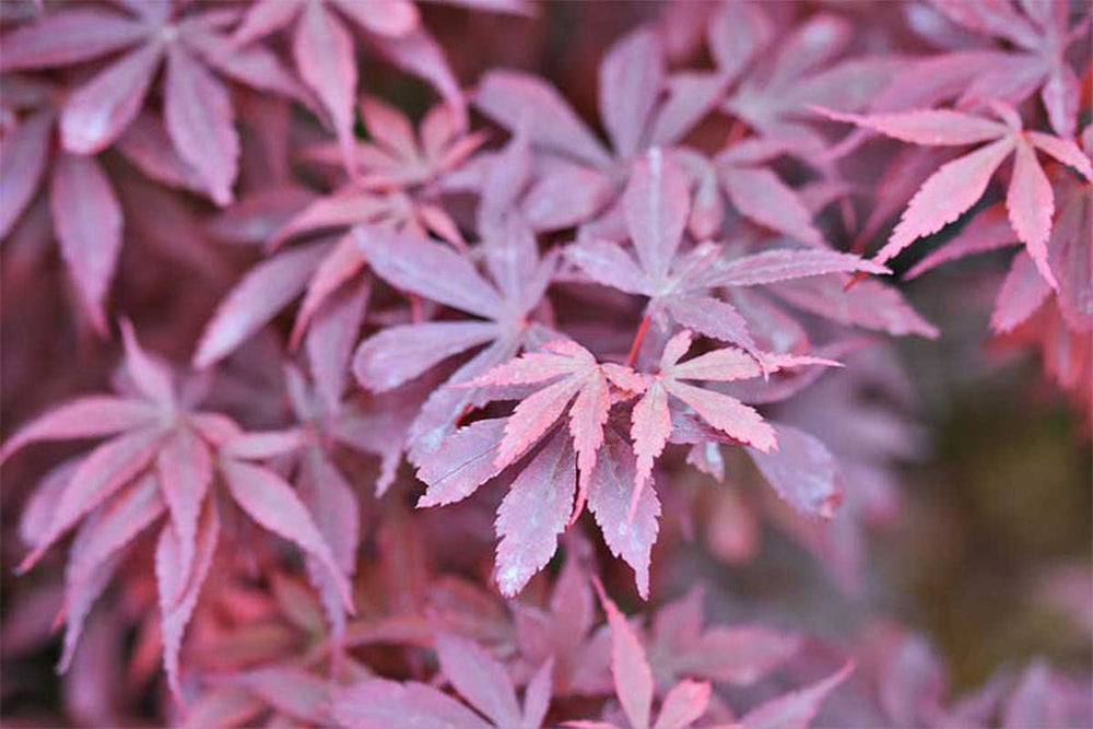 
                  
                    Acer palmatum 'Skeeter's Broom'® 19cm - Άτσερ
                  
                