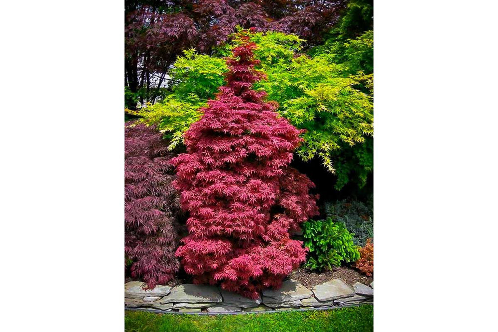 
                  
                    Acer palmatum 'Skeeter's Broom'® 19cm - Άτσερ
                  
                