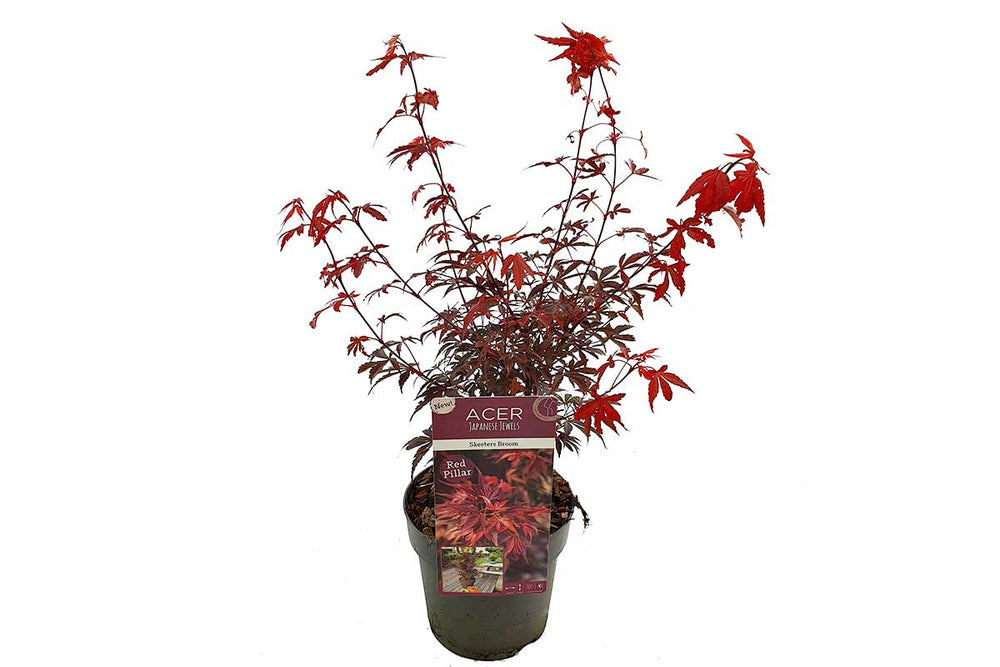 
                  
                    Acer palmatum 'Skeeter's Broom'® 19cm - Άτσερ
                  
                