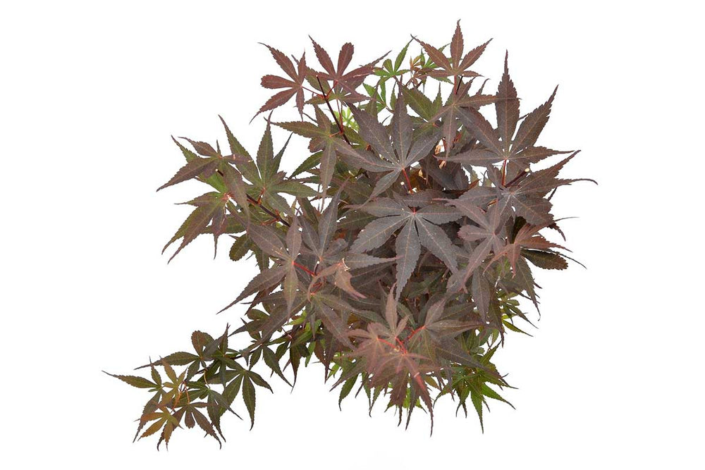 
                  
                    Acer palmatum 'Skeeter's Broom'® 19cm - Άτσερ
                  
                