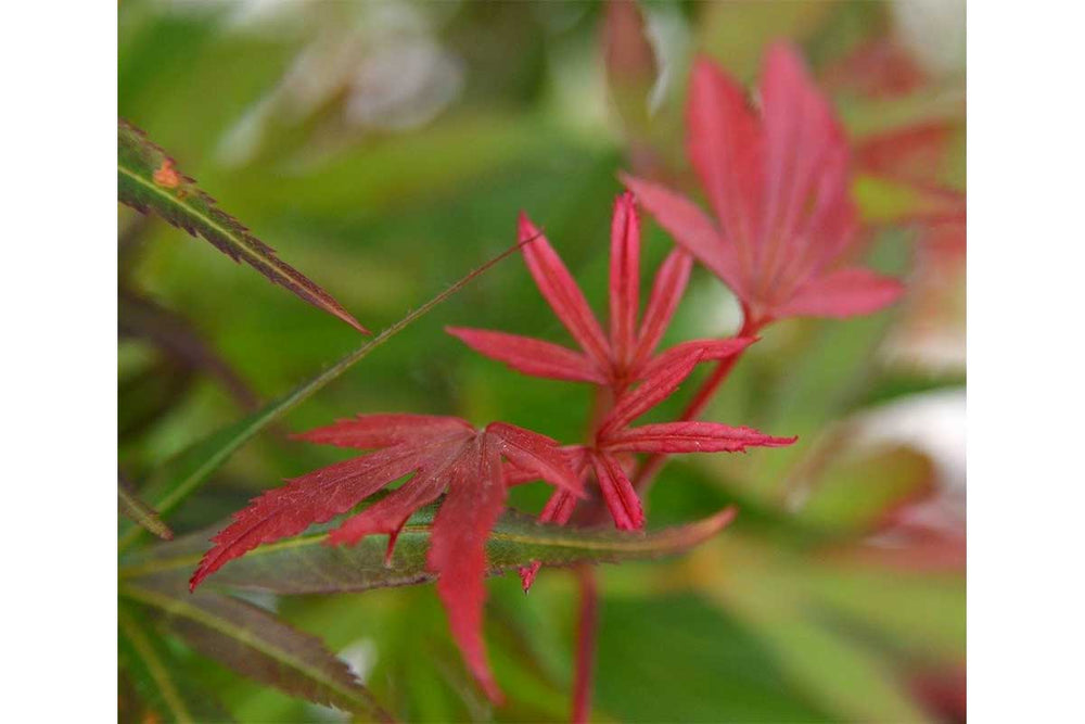 
                  
                    Acer palmatum 'Skeeter's Broom'® 19cm - Άτσερ
                  
                