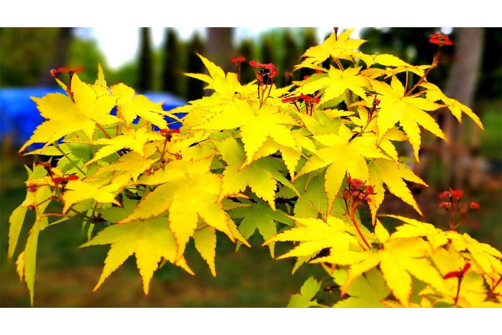 
                  
                    Acer 'Summer Gold'® 19cm - Άτσερ
                  
                