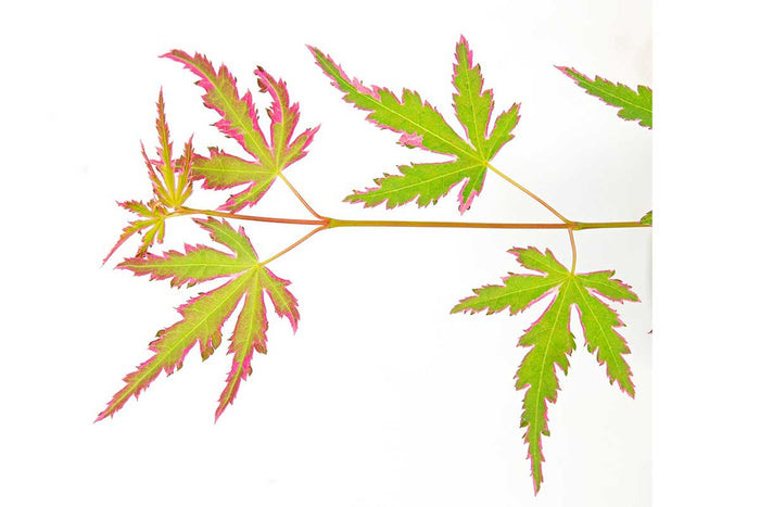 Acer 'Taylor'®