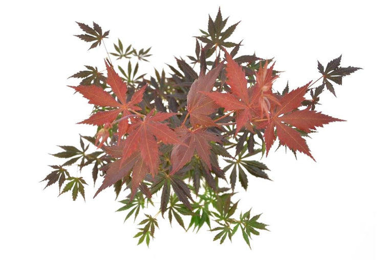 Acer palmatum 'Trompenburg'® - Άτσερ