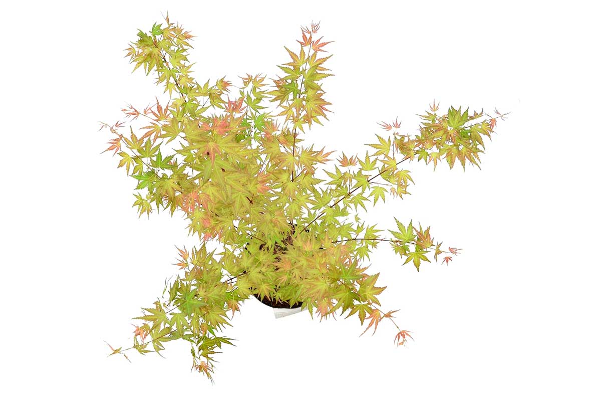 Acer palmatum 'Wilson's Pink Dwarf'