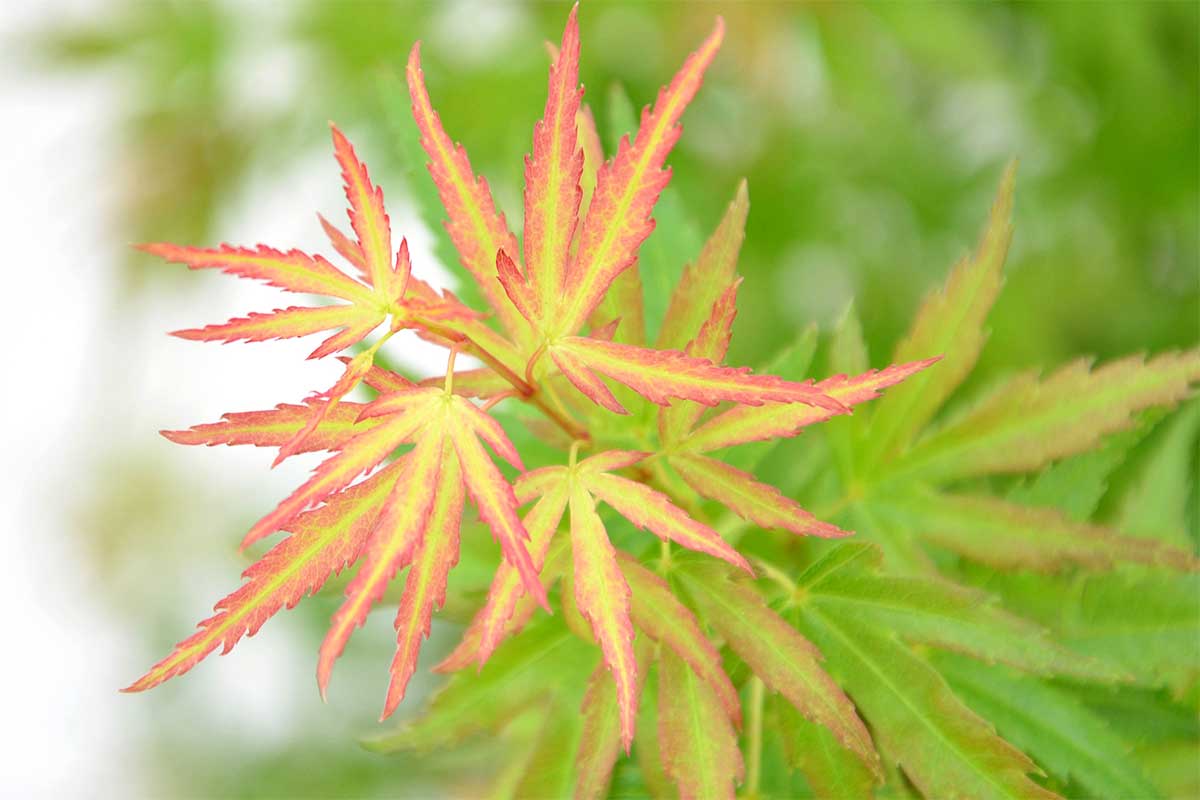 Acer palmatum 'Wilson's Pink Dwarf'